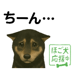推しワン☆ブラックタン柴犬〜ギャップ萌
