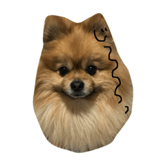 Pomeranian photo stamp
