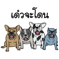 Dog Group