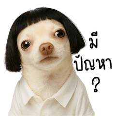 ชิวาวากับทรงผมสุดคูล