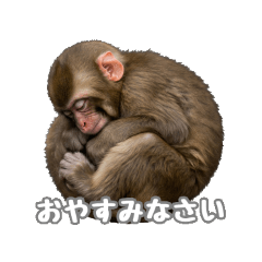 [bulu] Cute Monkey