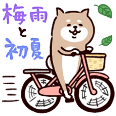 ◯SHIBAINUさん◯梅雨・初夏