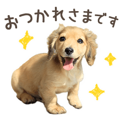 Miniature Dachshund -Honorifics Ver.-