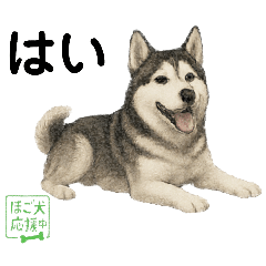 推しワン★ハスキー　一緒に守りたい命