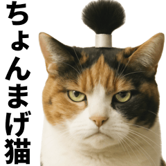 Cats' Topknots