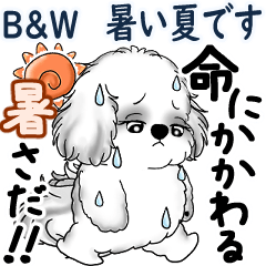 B&W Moving Shih tzu 2025 (Hot summer)