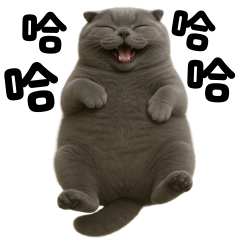 Grey Cat tuatung (TWN)!!!