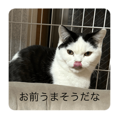 きなことだんご2