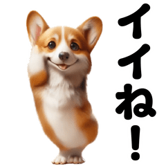 Dance corgi