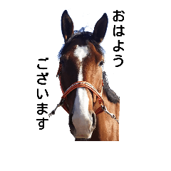 Enjoy! horse's life