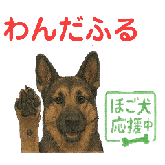 押しワン☆シェパード　かしこカワイイ！