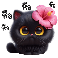 Black cat and big flower