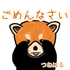 Tsuneharu's lesser panda