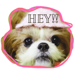 shih-tzu nana
