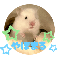 White hamster Wataame (cotton candy) 3