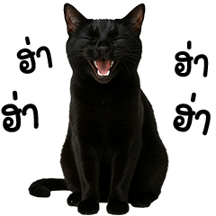 Naughty Black  Cat