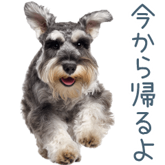 Daily use live action Schnauzer