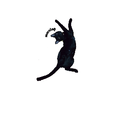 black cat1