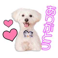 My beloved Kotaro Koyama