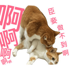 Honey Cat Bibian