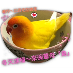 可愛布丁日常