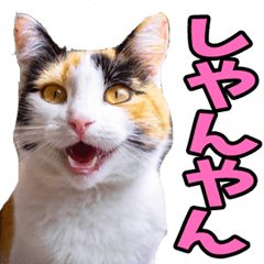 三重弁☆にゃんこ