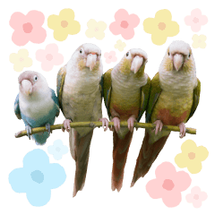 Delighted Parrots