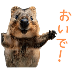 Happy Animal_Quokka Wallaby37