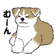 もちもちの秋田犬