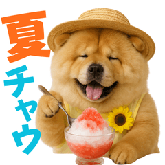 Adorable Chow Chow for summer