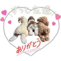 Little Popo the Holland Lop