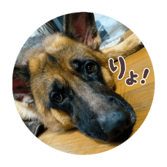 Akuseru_20250524120952