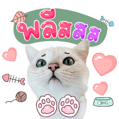 Kimbap Cat