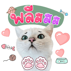 คิมบับครับผม
