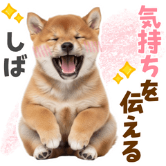 Shiba20250525