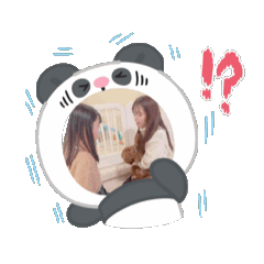 可愛いトイプードルのモカたん