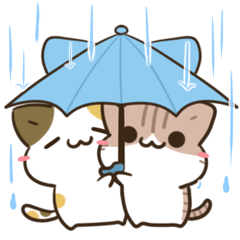 unmotivated calico cat rainy season
