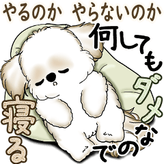 New Shih tzu 2025 (To do or not to do)