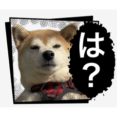 笑わせてくる柴犬【もも】