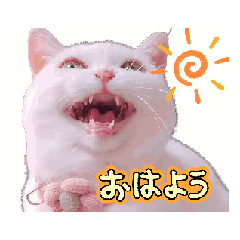 Unique moving cats' stickers!