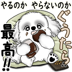 B&W New Shih tzu  (To do or not to do)