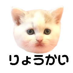 KINAKO_20250525190003