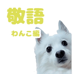 SAKUMARU Japanese spitz_vol.3