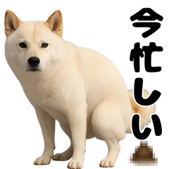 Dogs pooping.