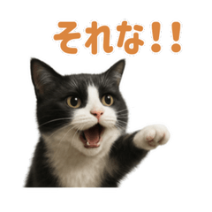 Realistic & Cute Cat Stickers - Daily