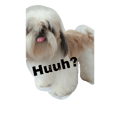 G the shihtzu