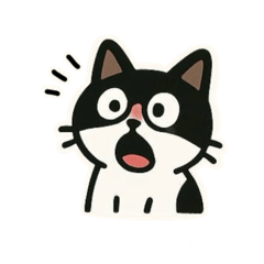 Modoko : cute but quirky cat