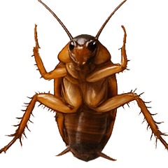 MY COCKROACH 4