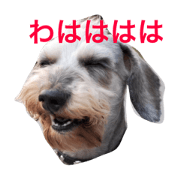 Wire Haired Dachshund,Gonzalez Sticker