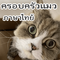 Cat Family-Thai